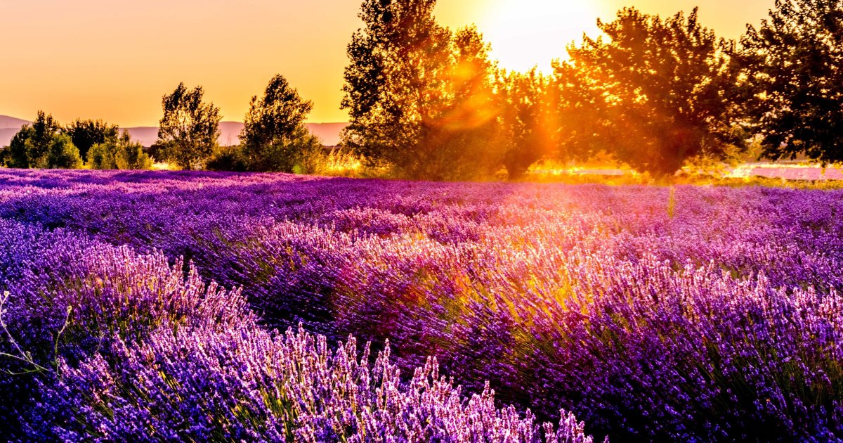 Day trip through lavender fields of Provence / Authentic Europe